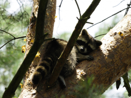 Relax - Waschbär